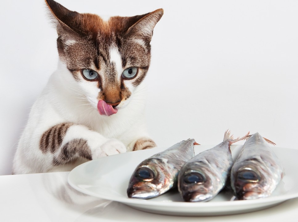 OMÉGA 3 - Huile de poisson pour chiens et chats