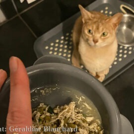 besoin en protéine du chat