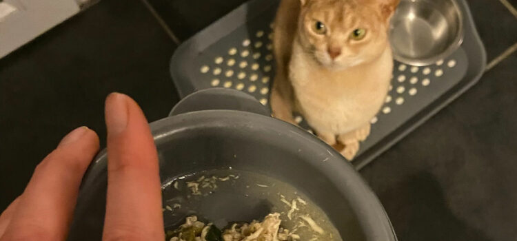 besoin en protéine du chat