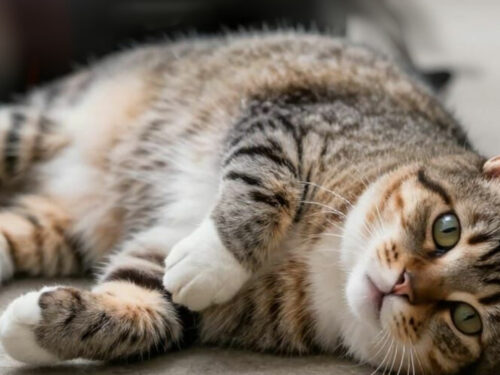 mon chat a pris du poids