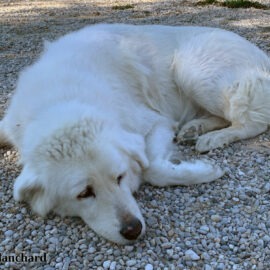 insuffisance pancréatique chez le chien