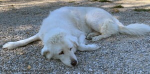 Quelle friandise donner à un chien qui a une maladie du pancréas?