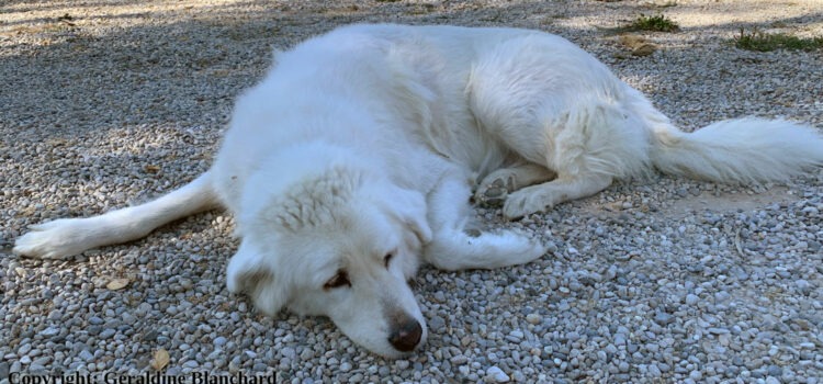 insuffisance pancréatique chez le chien