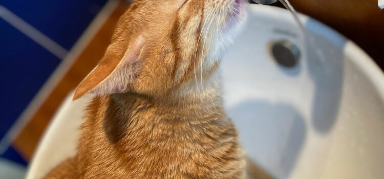 calculs rénaux chez un chat