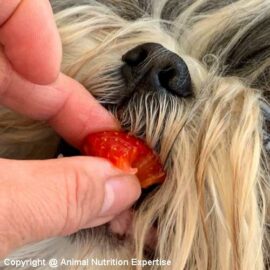 fraise pour le chien