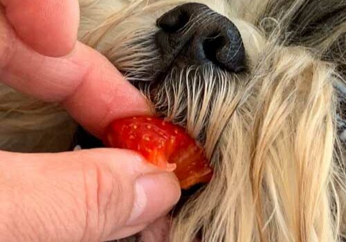 fraise pour le chien