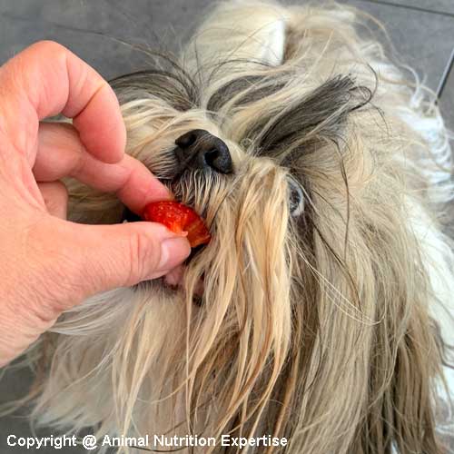 fruit pour un chien