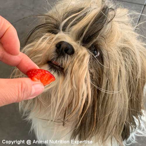 fruits pour le chien