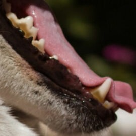 tartre chez le chien