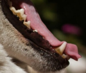 L&rsquo;alimentation ménagère génère-t-elle moins de tartre chez le chien / chat  ?