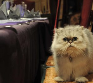yaourt pour le chat