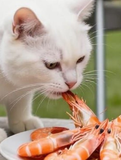 crevettes pour le chat