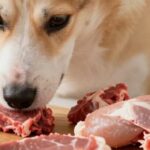 quelle viande donner à son chien