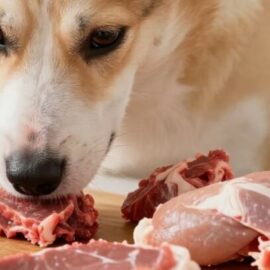 quelle viande donner à son chien