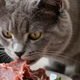 besoin en protéines du chat