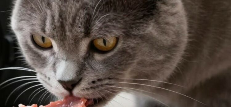 besoin en protéines du chat
