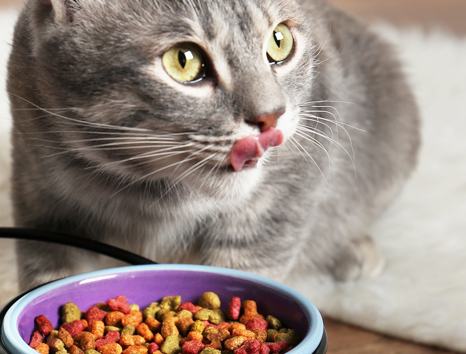 Varier l'alimentation de mon chat : 9 conseils