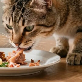 aliments humains pour le chat