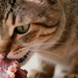 viande pour le chat