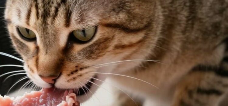 viande pour le chat
