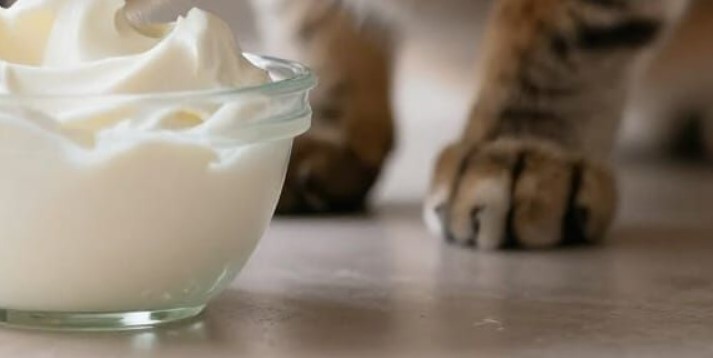 yaourt pour un chat