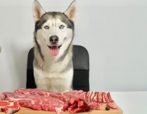 Pourquoi pas de céréales dans les régimes BARF ? Le chien est-il un loup ?