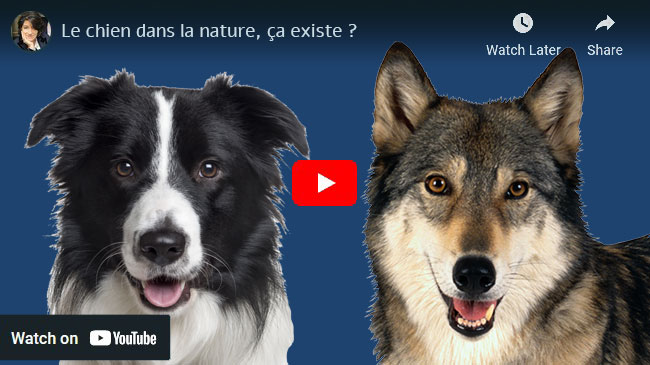 chien dans la nature