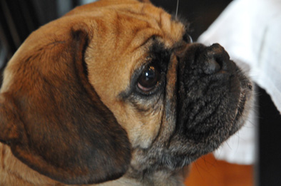 Pourquoi pas de céréales dans les régimes BARF ? Le chien est-il un loup ? Pourquoi pas de céréales dans les régimes BARF ? Le chien est-il un loup ?