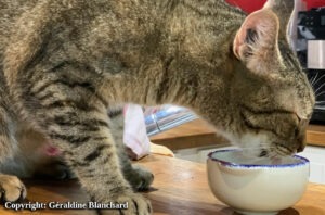 Le yaourt peut-il remplacer Vit&rsquo;i5 dans la ration maison d&rsquo;un chat ?