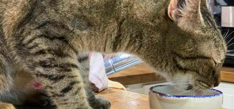 yaourt pour le chat