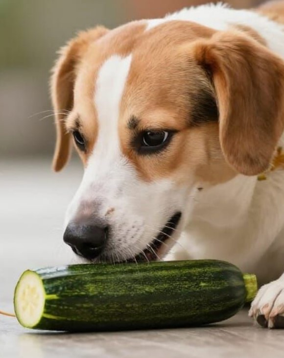 légumes pour un chiot