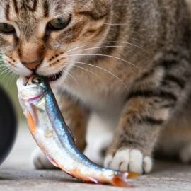 poisson pour le chat