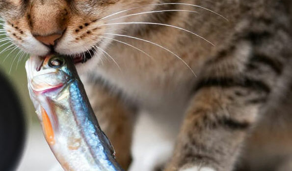 poisson pour le chat