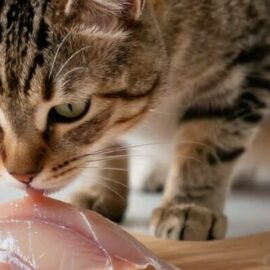 poisson à un chat