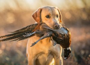 Alimentation du chien de chasse : que faut-il savoir ?