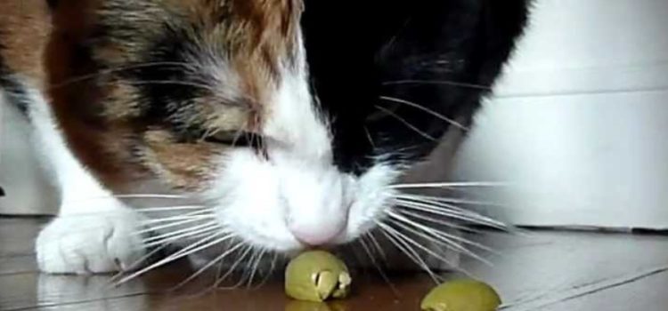 Les olives sont-elles bonnes ou risquées pour le chat ?