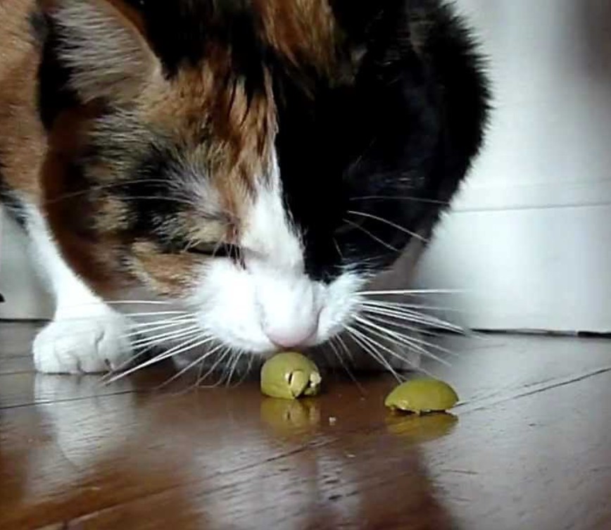 Les olives sont-elles bonnes ou risquées pour le chat ?