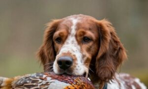 Alimentation du chien de chasse : que faut-il savoir ?