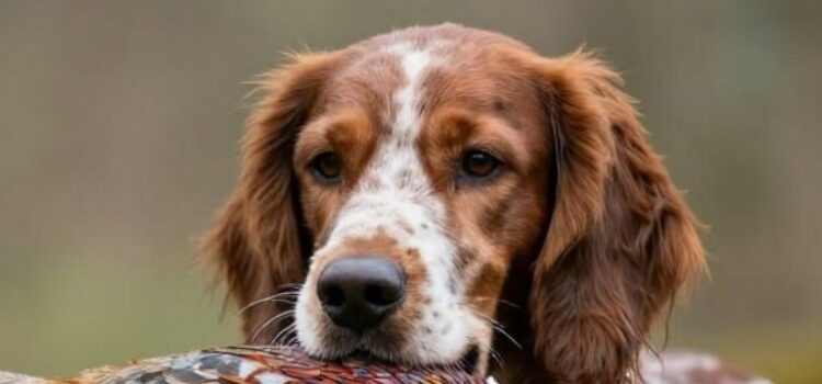 Alimentation du chien de chasse : que faut-il savoir ? alimentation du chien de chasse