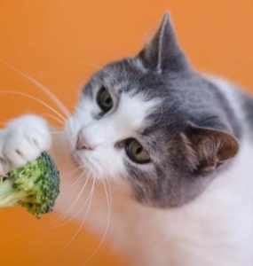 légumes pour un chat