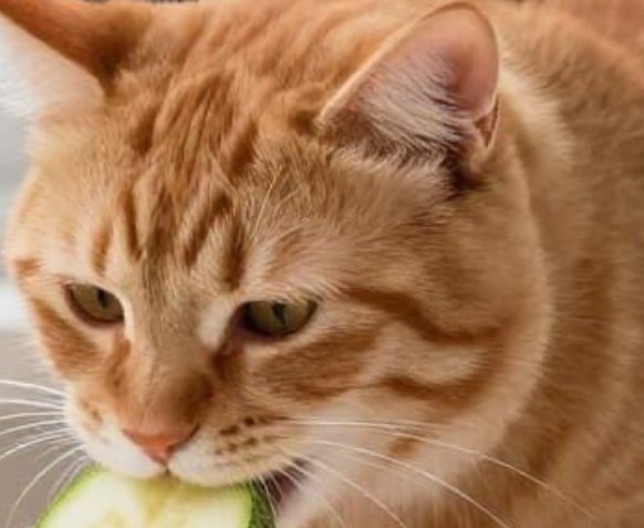 légumes pour un chat
