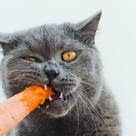 régime végétarien pour un chat