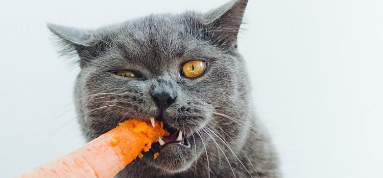Un régime végétarien ou vegan est-il adapté au chat ?