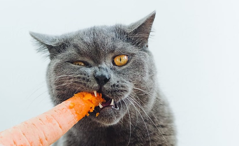Un régime végétarien ou vegan est-il adapté au chat ?