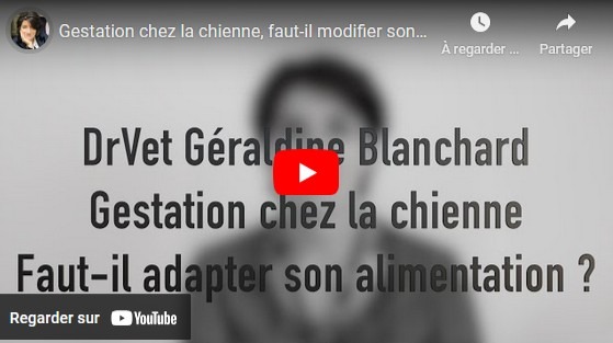 chienne en gestation