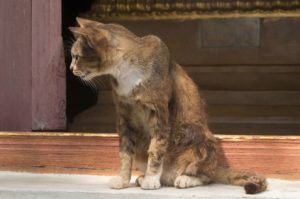 Le chat anorexique : mon chat ne mange pas … est-ce grave ?