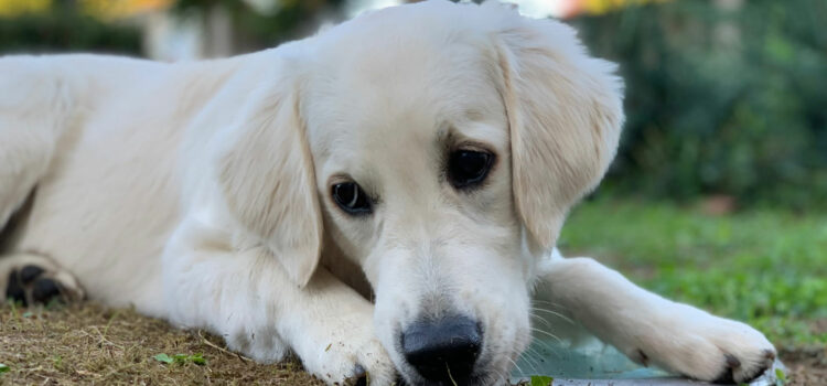 alimentation d'un chiot