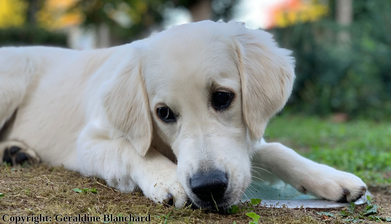 alimentation d'un chiot