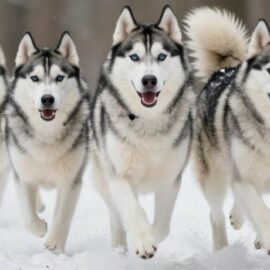 quand nourrir un chien