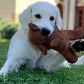 alimentation du chiot